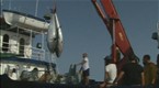 Movie Trailers: The End of the Line