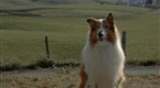 Lassie