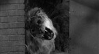 The Addams Family: Cat Addams