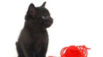 Howdini: How to Teach a Kitten to Play Gently
