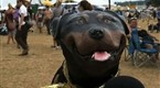 The Tonight Show with Conan O'Brien: Triumph Visits Bonnaroo, Part 1