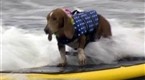 NBC TODAY Show: Surfer Dogs Hit the Waves
