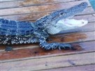Gator Trouble
