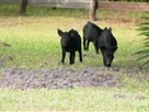 The Animal Extractors | Three Naughty Pigs