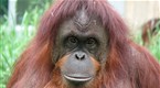 Great Museums: Wild Thing: The Smithsonian National Zoo (season 3, episode 10)
