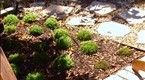 Yard Crashers: Mosaic Patio (season 2, episode 11)