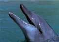 Black Dolphin picture