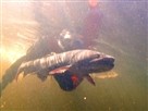 Giant Trout