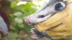 The Animal Extractors: Pets in Peril (season 1, episode 9)
