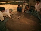 Giant Stingray