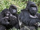 Gorillas... 98.6% Human