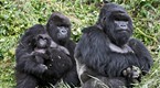 explore: Gorillas... 98.6% Human