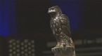 Mythbusters' Adam Savage On Dodos, Maltese Falcons, And The Art Of Obsession