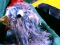 Gumby Adventures - All Cooped up