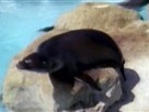 Swim Like Sea Lions
