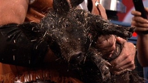 Kevin Pereira's Greased Pig