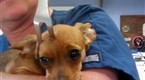 NBC TODAY Show: Chihuahua Impaled by BBQ Fork