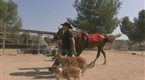 Dog Whisperer: Cesar and the Horse Whisperer (season 8, episode 7)