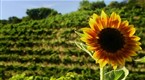 Gourmet's Diary of a Foodie: The Green Kitchen (season 1, episode 6)