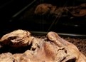 Ancient Human Sacrifice picture
