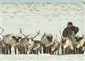 Frozen Mammoth Found picture