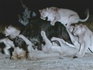 Lions' Buffalo Feast
