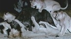 Lions' Buffalo Feast