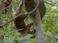 National Geographic Animals - The anteater