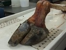 The Dead Animal Library