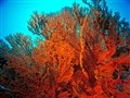 The Great Barrier Reef - The Great Barrier Reef