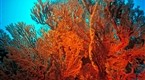 The Great Barrier Reef