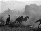 Bat Masterson | Season 1 Episode 4 | Stampede at Tent City