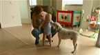 Dog Whisperer: Charlotte, Elvis and Jack (season 8, episode 6)