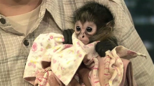 Jeff Musial's Animals, Part 1