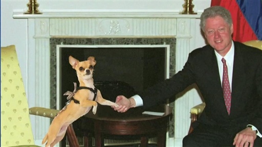 Adios, Taco Bell Chihuahua