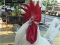 NBC TODAY Show - Owner Fights for Pet Rooster