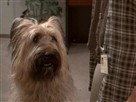 Top Dog