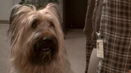 Top Dog
