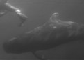 Killer Whale picture