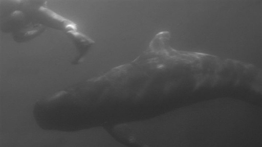 Killer Whale