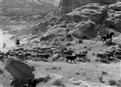 Cattle And Cane picture