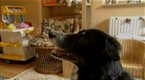 Rico the Dog Knows Names of 200 Objects, Can Fetch on Command