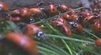 NBC TODAY Show: Swarm of Ladybugs Overtakes Town