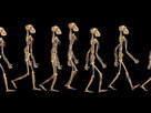 FORA.tv Science | Season 1 Episode 38 | Lucy's Legacy: the Quest for Human Origins