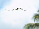 Snakes That Fly