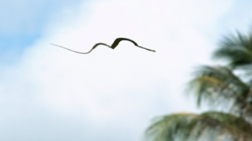 Snakes That Fly