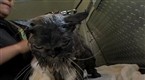 Flipping Out: Stewie - The Garfield Of The House