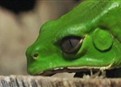 Elixir of the Toxic Frog picture