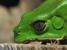 Elixir of the Toxic Frog