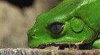 Vanguard: Elixir of the Toxic Frog (season 1, episode 7)